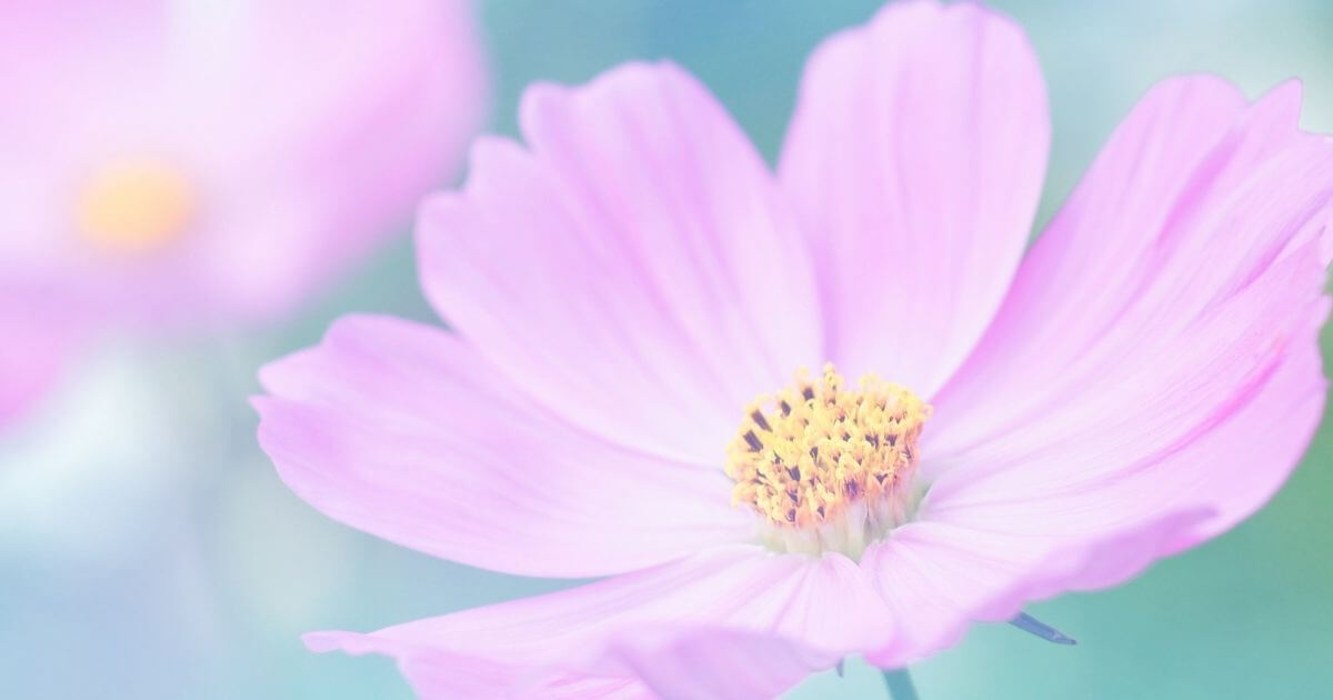 ピンクのコスモスの花の画像