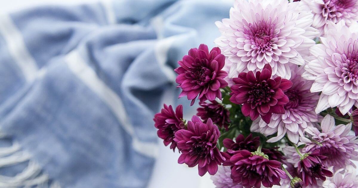 スカーフと紫色の菊の花の画像