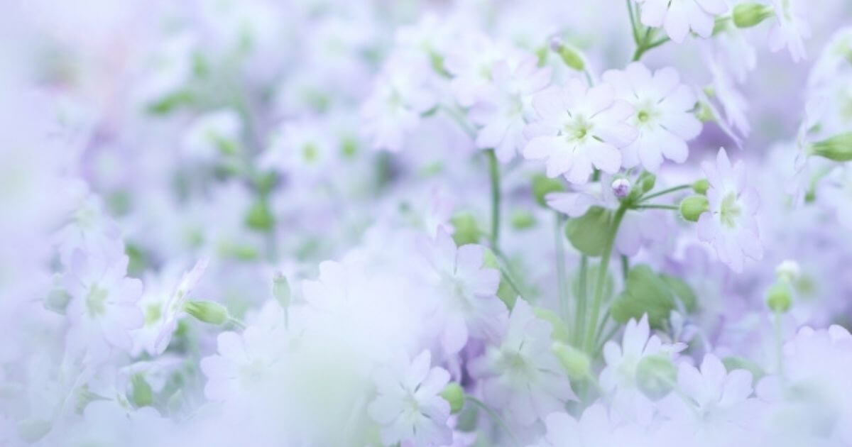 白のお花の画像