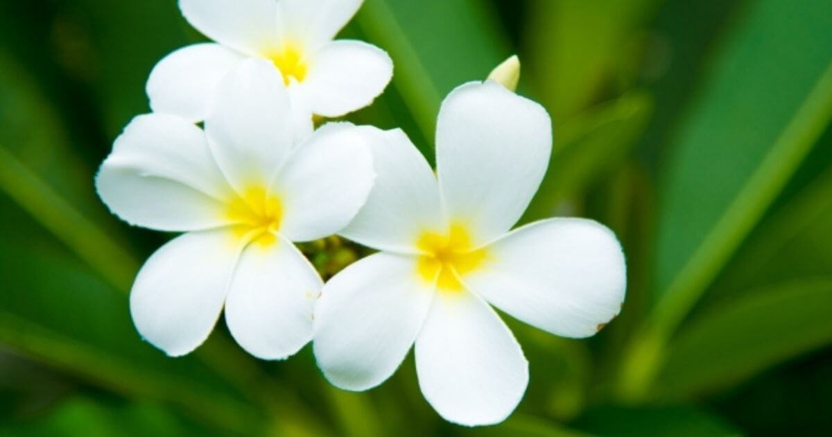 白いプルメリアのお花の画像