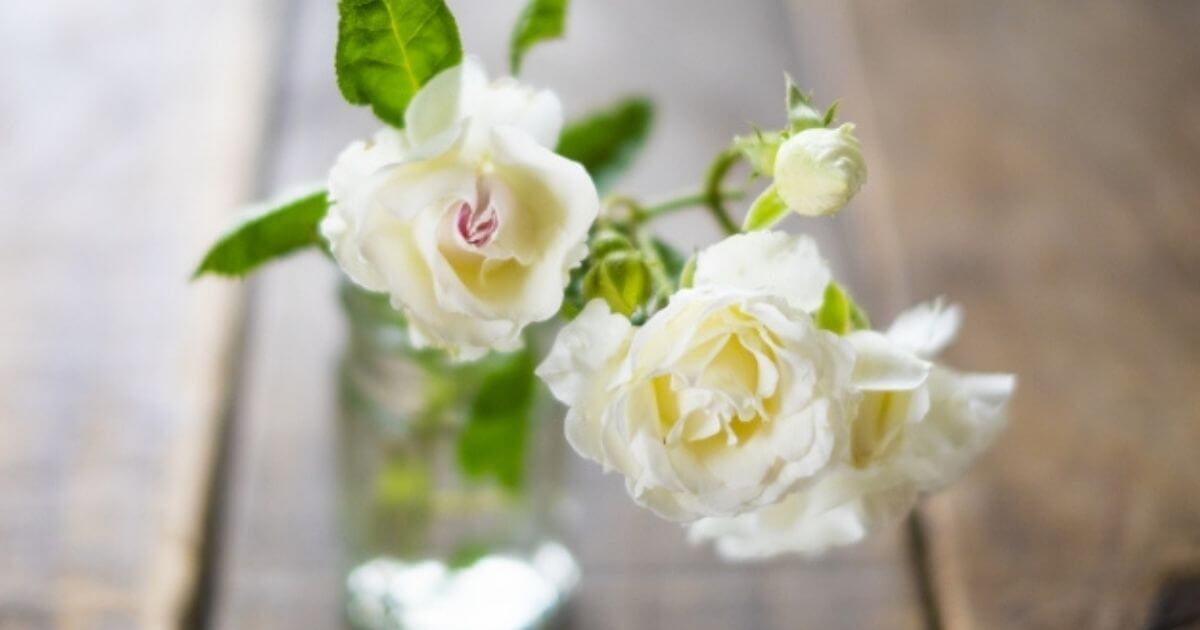 白いバラが花瓶に生けられている画像