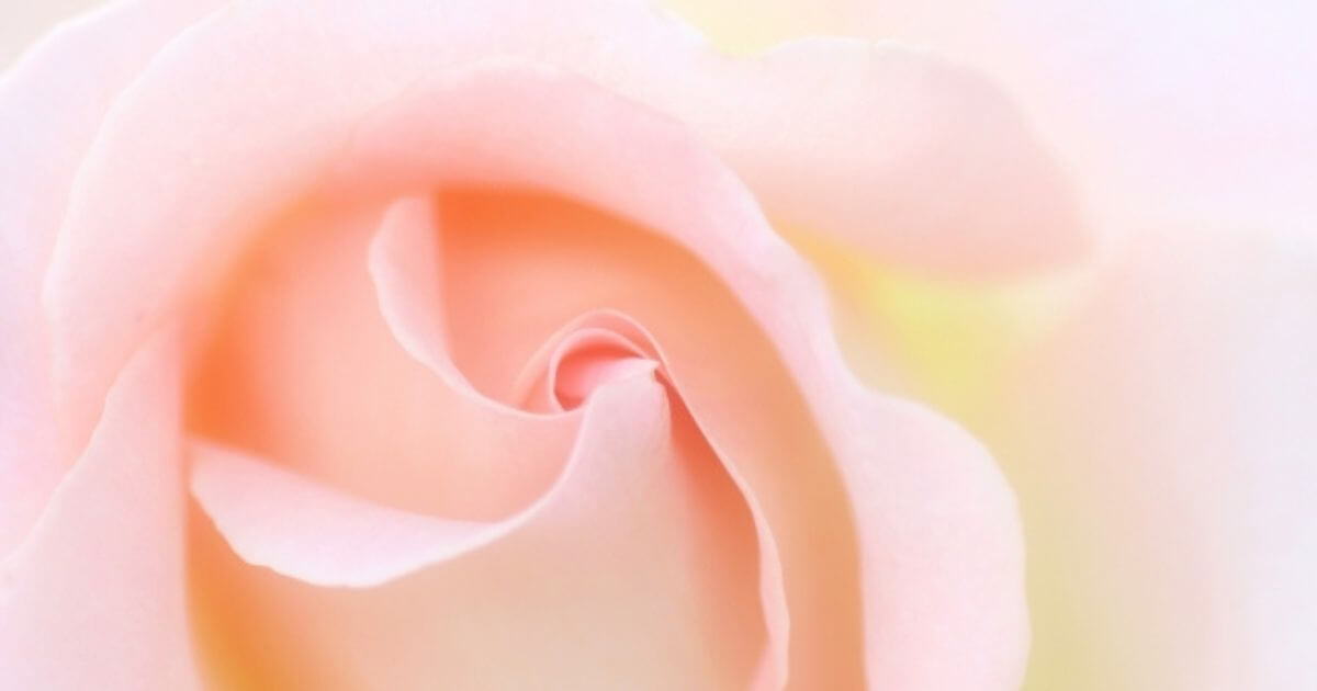 ピンクのバラのお花の画像