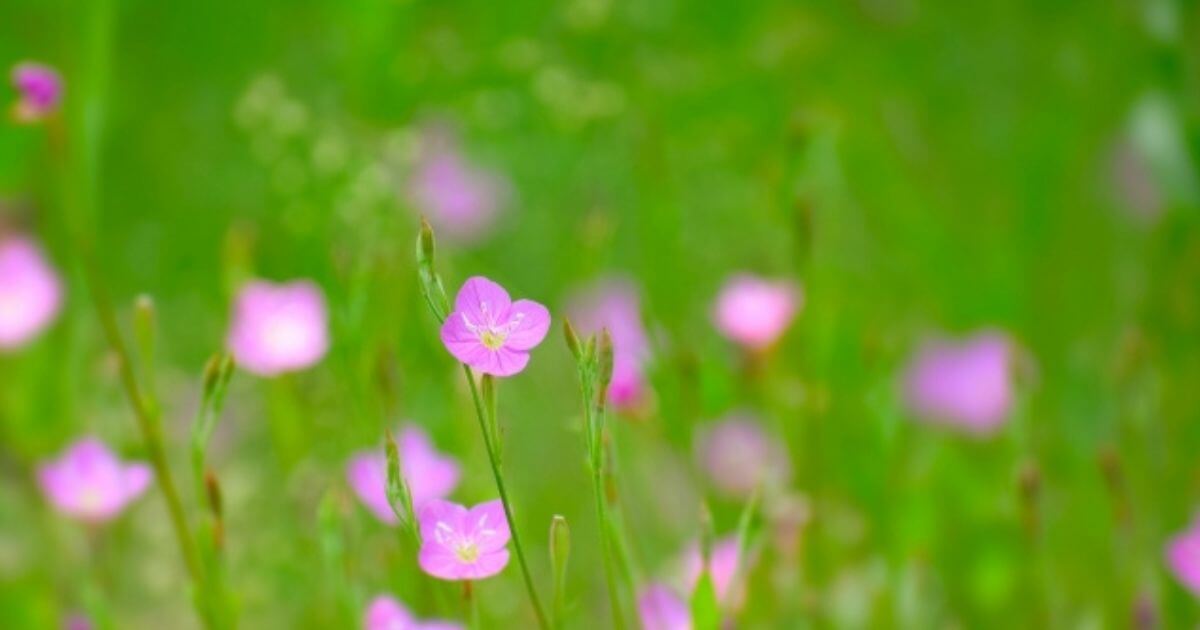 ピンクの草花の画像