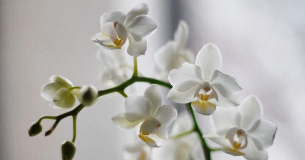 白い蘭の花の画像