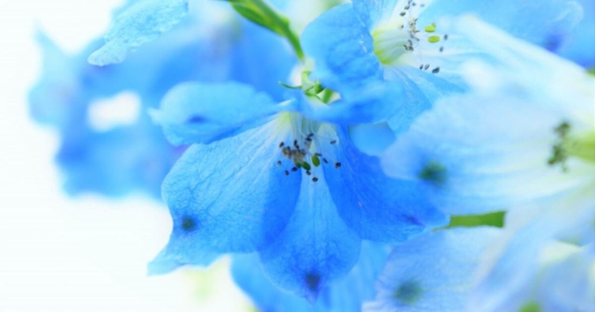 青いお花の画像