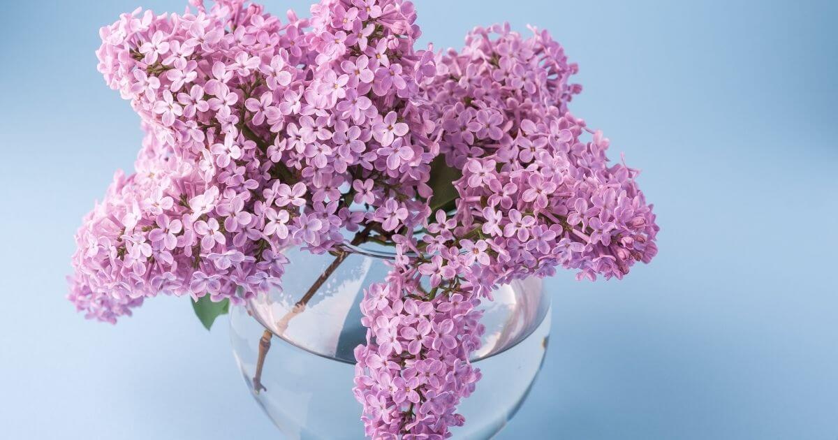 紫の花を花瓶に生けている画像