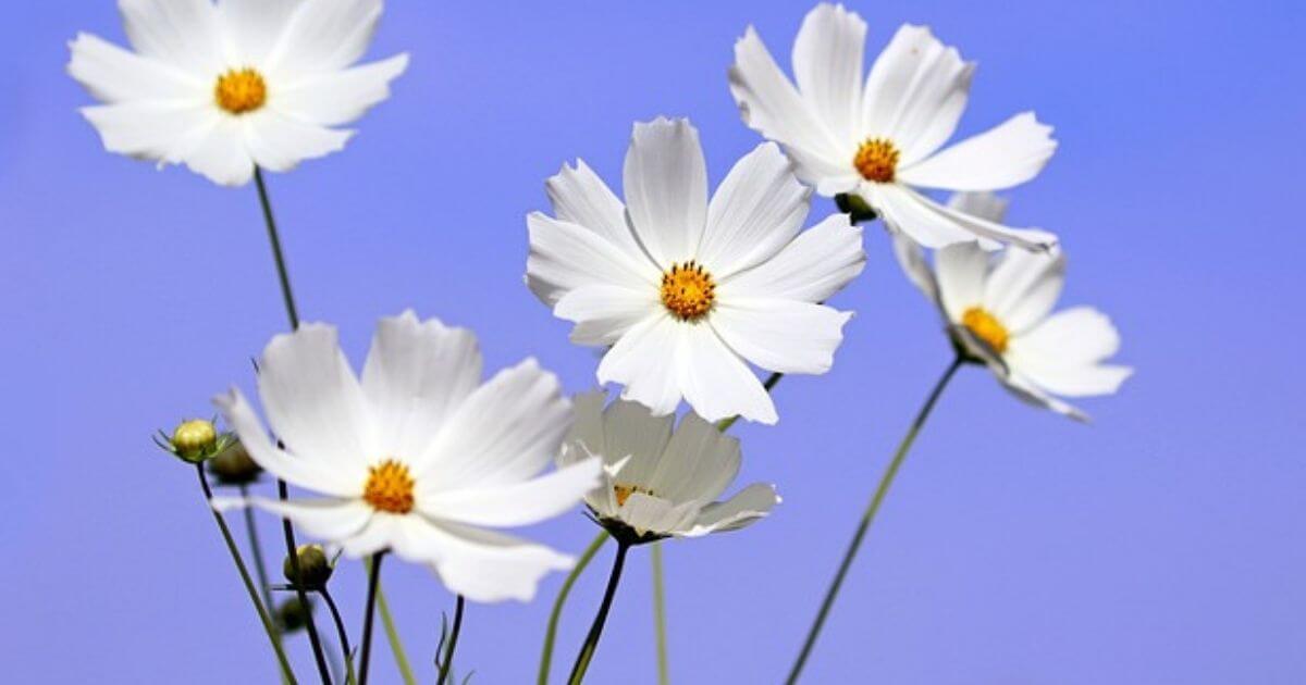 白いコスモスの花の画像