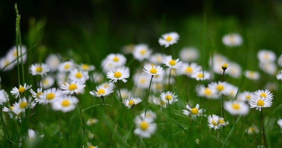 小さい白いお花の画像