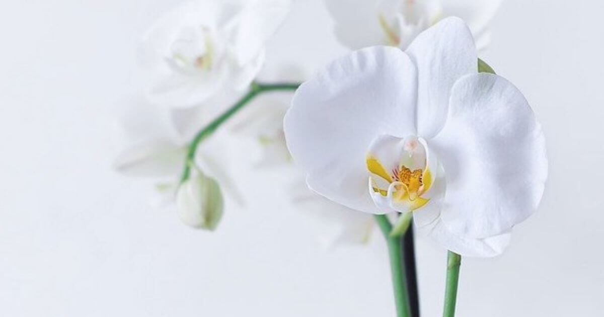 白い胡蝶蘭の花の画像