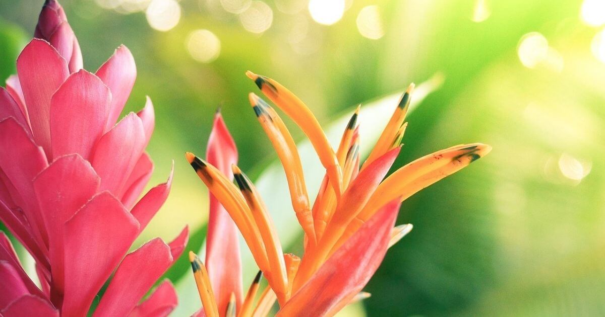 ハワイのピンクとオレンジの植物の画像 