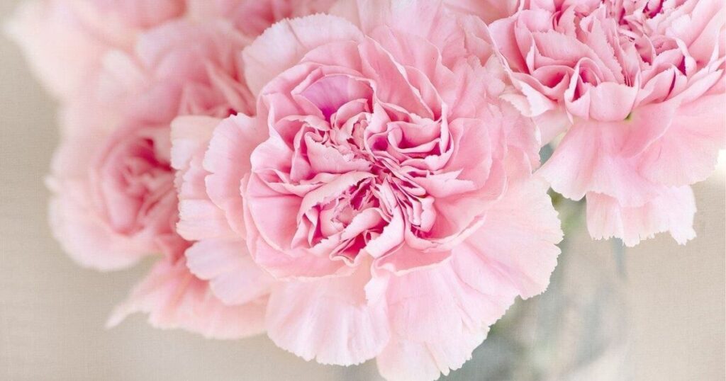 ピンクのカーネーションの花の画像