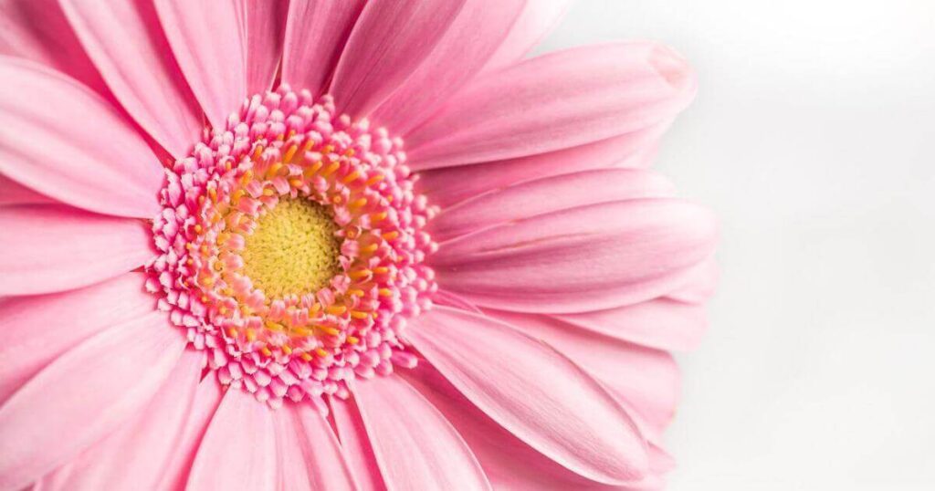 ピンクガーベラの花の画像 