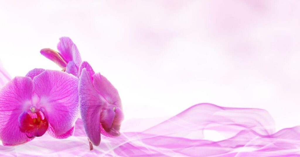 ピンクのランの花びらの画像